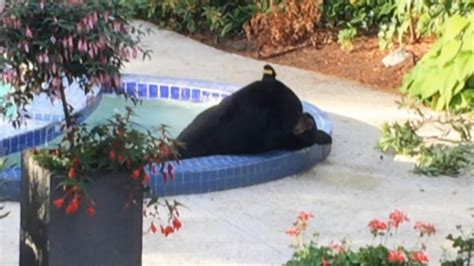 Black bear in hot tub california - Bear in Burbank cools off in a home's hot tub A resident spots a bear chillin' in their backyard hot tub where it soaked for about five minutes before climbing a tree for a nap ©2023 CBS ...